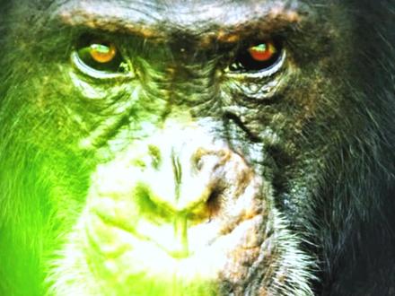 黑猩猩首领因独霸母猩猩被揍惨了,蛰伏后强势回归 #黑猩猩 #撒旦 #动物世界