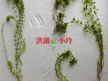 这个是上半年拍的视频,再分享一次,因为很多朋友都不会区分伊乐藻和轮叶黑藻。
今年持续高温天,导致很多塘口的伊乐藻死亡,目前伊乐藻价格贵货源少,然而很多人就拿着轮叶黑藻当伊乐藻在销售,希望这个视频能再次提醒有需要的朋友!#伊乐藻 #水草 #轮叶黑藻 #小龙虾养殖 #螃蟹养殖