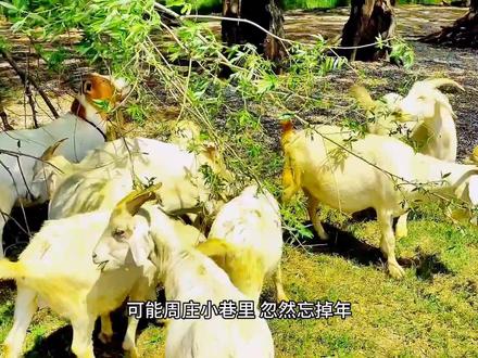 高邮湖菱塘羊 露营烧烤网红打卡地#治愈系风景 #人与动物和谐共处 #来抖音玩户外