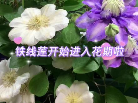 早花铁线莲开始进入花期#铁线莲#庭院植物推荐 #花园植物 #抖音小助手