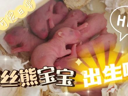 金丝熊繁育到出生全过程,准备开盲盒了哦#仓鼠金丝熊 #金丝熊日常 #萌宠