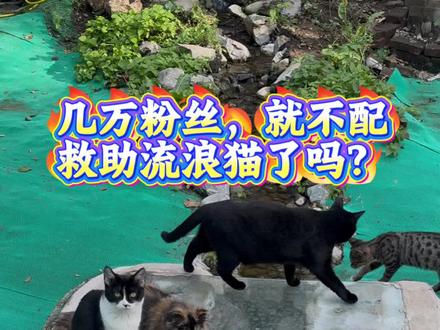 隐居深山养50只流浪猫,就因为粉丝少,不配做救助吗? #猫咪小院 #流浪猫 #流浪猫救助 #我和流浪猫的故事 #猫咪