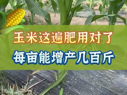 玉米这遍肥用对了 每亩增产几百斤#三农 #农业种植 #玉米种植 #玉米高产 #玉米增产