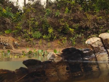 亚马逊雨林顶级猎食者:美洲豹! #美洲豹 #鳄鱼 #动物世界 #野生动物零距离