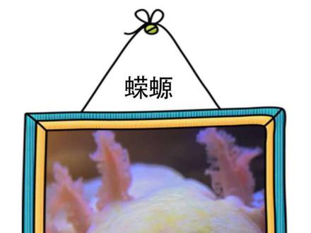 美西螈的悲鸣:跨越 2.5 亿年的幸存者,却倒在人类实验室里#动物世界 #神奇的动物在抖音 #动物独白