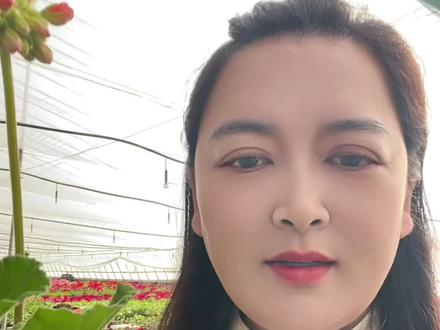 天竺葵修剪后要爆盆开花了#花卉绿植