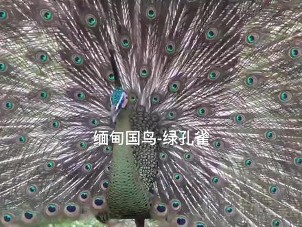 动物园-缅甸国鸟绿孔雀#动物世界 #绿孔雀 #缅甸