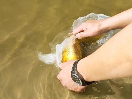 放生的鱼不走是还没适应新的水质环境或者这种鱼类根本不适合放生。放生一定要选择合适品种的鱼,无野外生存能力的,请不要放生。