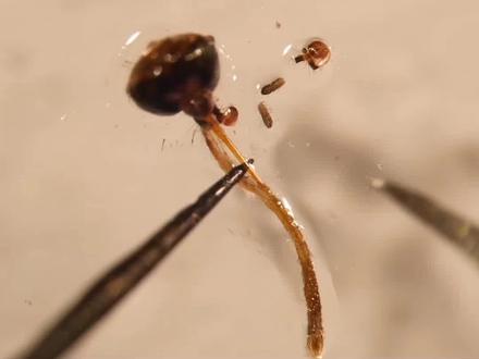 蚊子的嘴巴比较软,是如何刺进我们的皮肤的?#长见识了 #涨知识 #科普