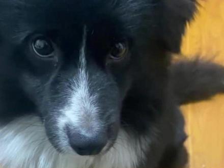 轻描淡写的1000块,也买不回博主日思夜想的“家人” #狗狗 #宠物 #心酸 #动物救助 #发声