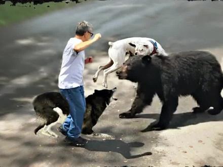 6种绝对可以保护你的狗 #保护主人的狗狗