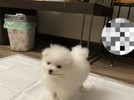 两个月0.5kg的博美宝宝细小+冠状 我把我的小狗救活了#这个世界不能没有小狗 #每个生命都应该被尊重 #细小冠状 #细小 @抖音小助手 #万物有灵