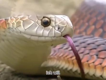 欣赏下世界上的毒蛇,总有一款是你心中的MVP ,黑曼巴,内陆太攀蛇,蓝长腺珊瑚蛇,眼镜王蛇,黑颈眼镜蛇。#毒蛇