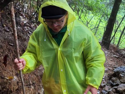 我想去拍野生珙桐,却拍到了遗憾 #自然奇境科普季