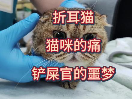 让人又爱又恨的折耳,猫咪一辈子的痛