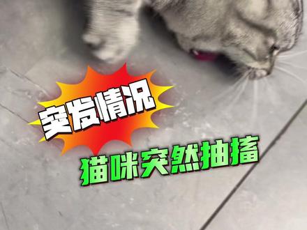 逗猫要适度,猫咪上一秒玩得兴奋,下一秒突然抽搐,可能有癫痫或心脏病,要去医院排查原因,所以要定期体检哦#宠物体检#宠物癫痫#宠物医院