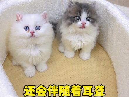 担心了很久,竟然是这样的结果 #小奶猫 #万物可爱计划