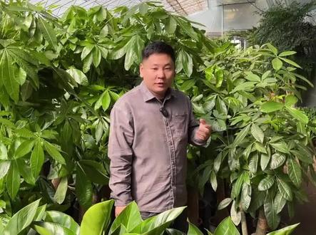 发财树如何修剪,发财树长得不好了怎么办? #养花 #发财树 #绿植花卉