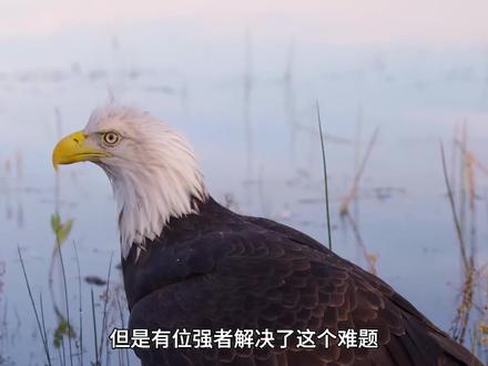 陆龟的龟壳这么硬,是怎么被老鹰像开罐头一样,吃掉的?