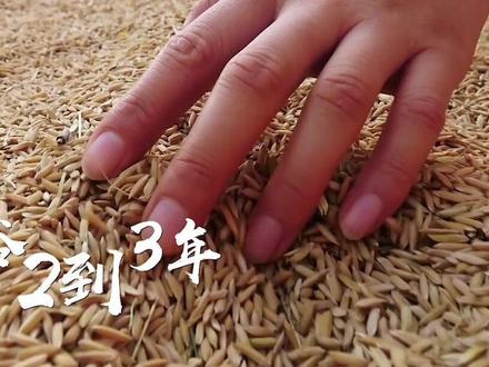中央储备粮为什么要进行轮换?每年的轮换收购如何开展?“储粮知事”带你探秘大国粮仓!