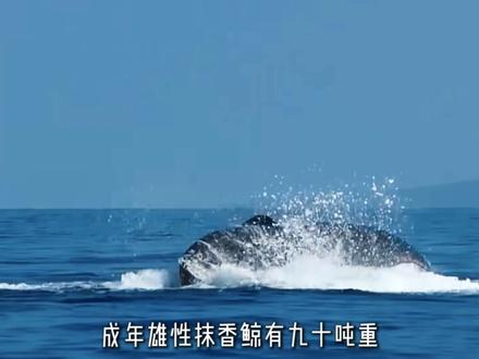 海洋里的街溜子虎鲸,杀生又虐生,海洋真拿它没办法?#虎鲸 #海洋 #动物科普