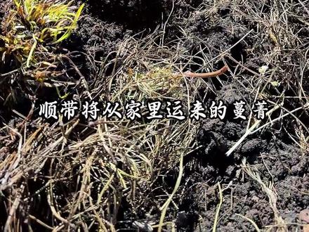 你们知道蔓菁菜的种子是怎么种出来的吗? 跟着我一起田间农作,播下希望,期待破土而出,共赴这场丰收之约。#农村生活 #你没见过的神操作 #记录我的农村生活 #田间地头 #新农人计划2026 @抖音小助手 @DOU+小助手 @DOU+上热门 @抖音创作小助手