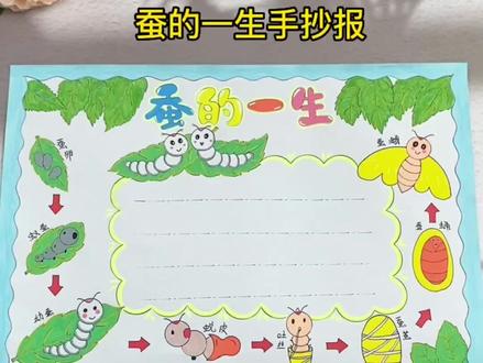 蚕的生长过程#手抄报,小朋友你们养过蚕宝宝吗?#昆虫记#蚕的一生