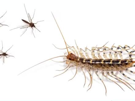 蚰蜒是蚊子🦟的克星#万万没想到