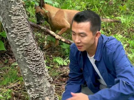 以它的命名,外形像云朵一样,它叫彩云革盖菌也叫云芝,采回家泡水喝!#云芝