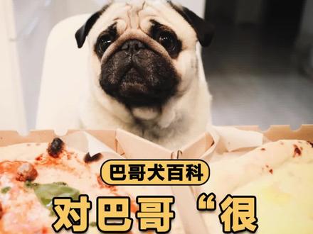 巴哥经常吃这些食物,容易“狗带”!#巴哥犬 #狗狗不能吃的食物 #狗狗饮食禁忌 #新手养狗 #拿捏秋日的轻盈感