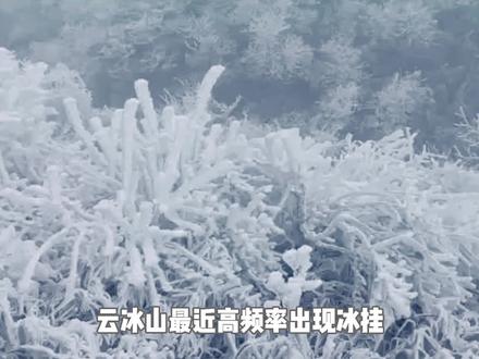 云冰山即将下雪啦啦啦啦!❄️大家最关心的冰雪观赏期28号来了,周末一起来打卡 #南国雪乡!
#云冰山 #冰雪雾凇#春节出游
