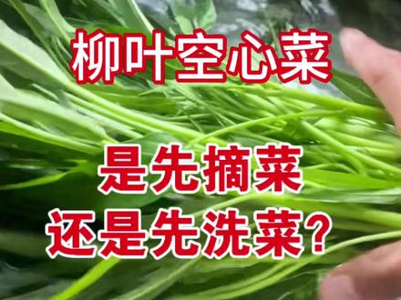 空心菜是先洗菜好还是先摘菜好呢 空心菜是先洗菜好还是先摘菜好呢#空心菜 #柳叶空心菜 #生活小技巧 #生活小常识