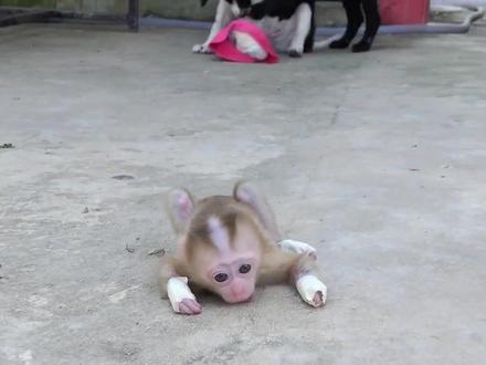 作死的膏药猴 #动物的迷惑行为 #猴子🐒 #膏药猴 #猴子成精 #猴