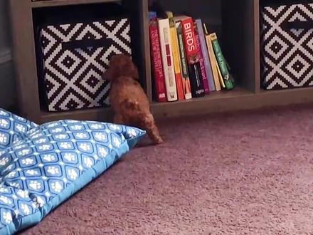 泰迪到底犯了什么错,让这么多人不喜欢?#狗 #泰迪