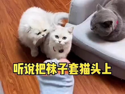 听说把袜子套猫头上,不会拿掉的就是傻子。#猫咪的迷惑行为 #沙雕猫咪的日常 #被迫营业的猫猫 #铲屎官的乐趣