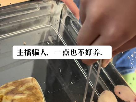 购入两只美西螈,可爱是真可爱……