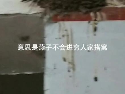 燕子不进穷人家搭窝的说法来源,今天才搞明白了