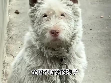 第一个想出狗子限速器的真是天才#整活 #狗子 #训犬 #神操作