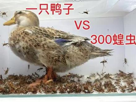 把一只鸭子和300只蝗虫关在一起会如何?结果有意思的事情发生了 #喂食 #动物