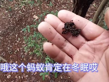 蚂蚁真的能在树上冬眠,我以为被冻死了 #大山里的原生态 #马蜂窝 #湖南徐小六