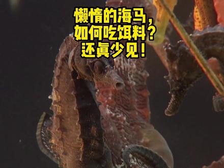 懒惰的海马,如何吃饵料?#海洋生物 #神奇动物在抖音 #科普