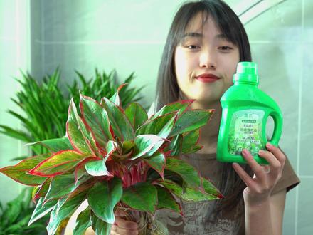 很多人收到我们家的水培万年红,都不知道怎么去浇水施肥的,今天就给大家讲解一下,水培万年红的养护小技巧。#养花小知识 #万年红 #花肥 #花卉绿植