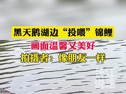据了解,黑天鹅吃饲料习惯配水,食物软化后才容易咽下。这时就会有不少饲料漂落在水中,被锦鲤吃掉。#锦鲤 #黑天鹅