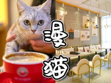 【新晋打卡地】可以撸猫的咖啡店!#漫猫咖啡#防城港#防城港美食#广西创作人 @DOU+小助手