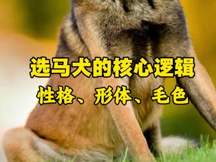 选马犬的核心逻辑,性格.形体.毛色 #种草激励计划 #狗粮推荐