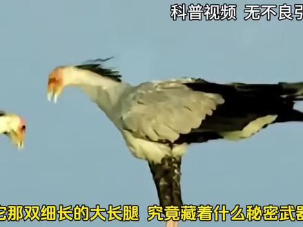 这只鸟长着超长睫毛和大长腿,却是毒蛇的终极噩梦,连眼镜蛇都绕道走〔中〕#蛇鹫 #秘书鸟 #非洲动物 #动物科普 #野生动物世界
