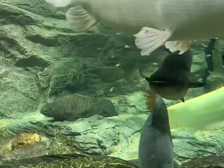 刀哥展示完伤口,然后游到白猛那里,好像在告状是白猛这个癫鱼把他的鳞片给冲撞掉的#刀疤鲤#暖心阿哲