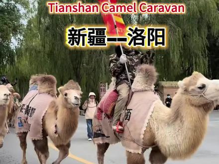 天山骆驼队,从新疆到洛阳,一场穿越千里的奇妙旅行🐫✨。感受大自然的壮丽,体验别样的风情!#旅行推荐官 #神奇动物在抖音
