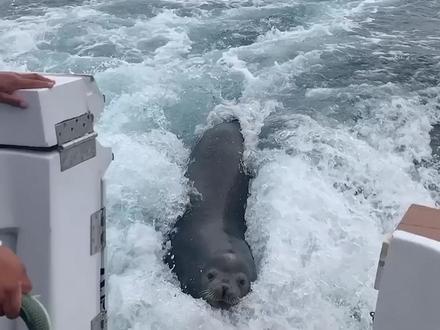 海狮竟然这么信任人类#海狮 #科普 #动物解说