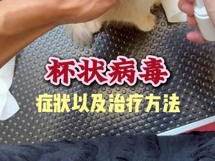 杯状病毒治疗方法 #杯状病毒猫咪 #猫舍 #猫舍日常